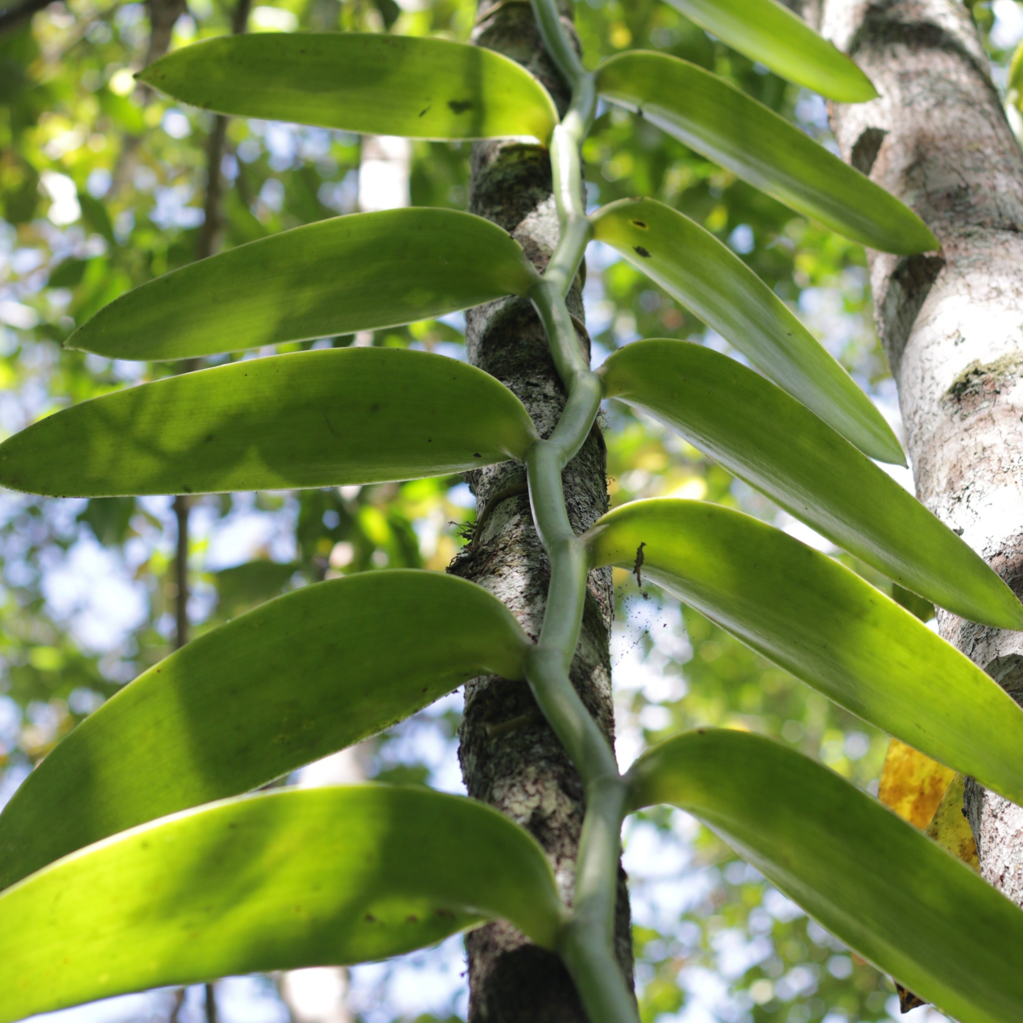 Vanilla Botanical Extract – Plant Therapy