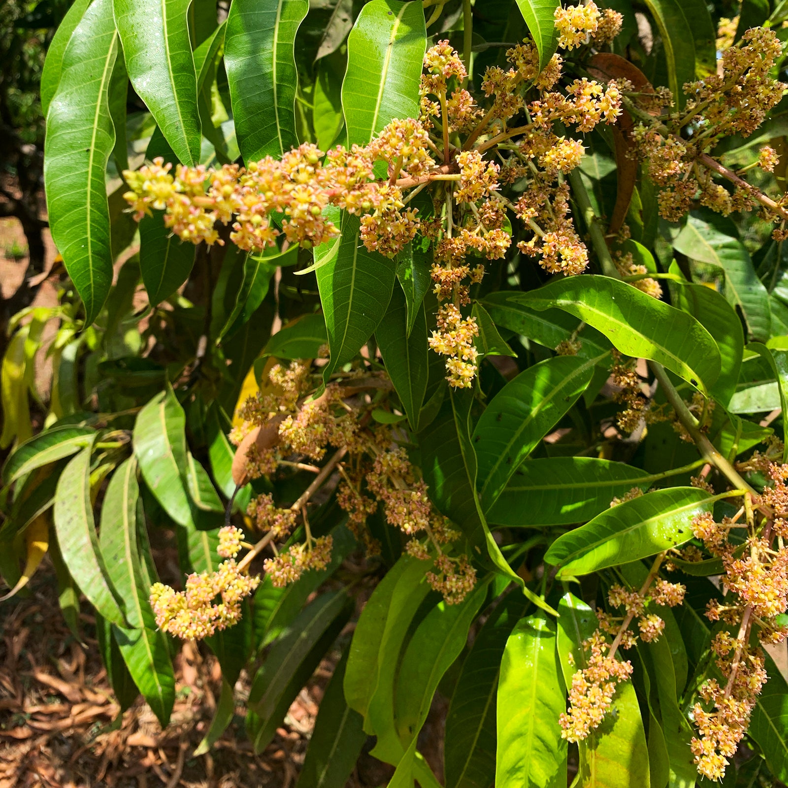 Mango Blossoms WOW! - Under the Mango TreeUnder the Mango Tree