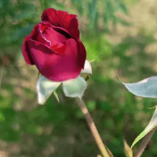 Organic Red Rose Petals (Rosa damascena) – Raine n River Apothecary